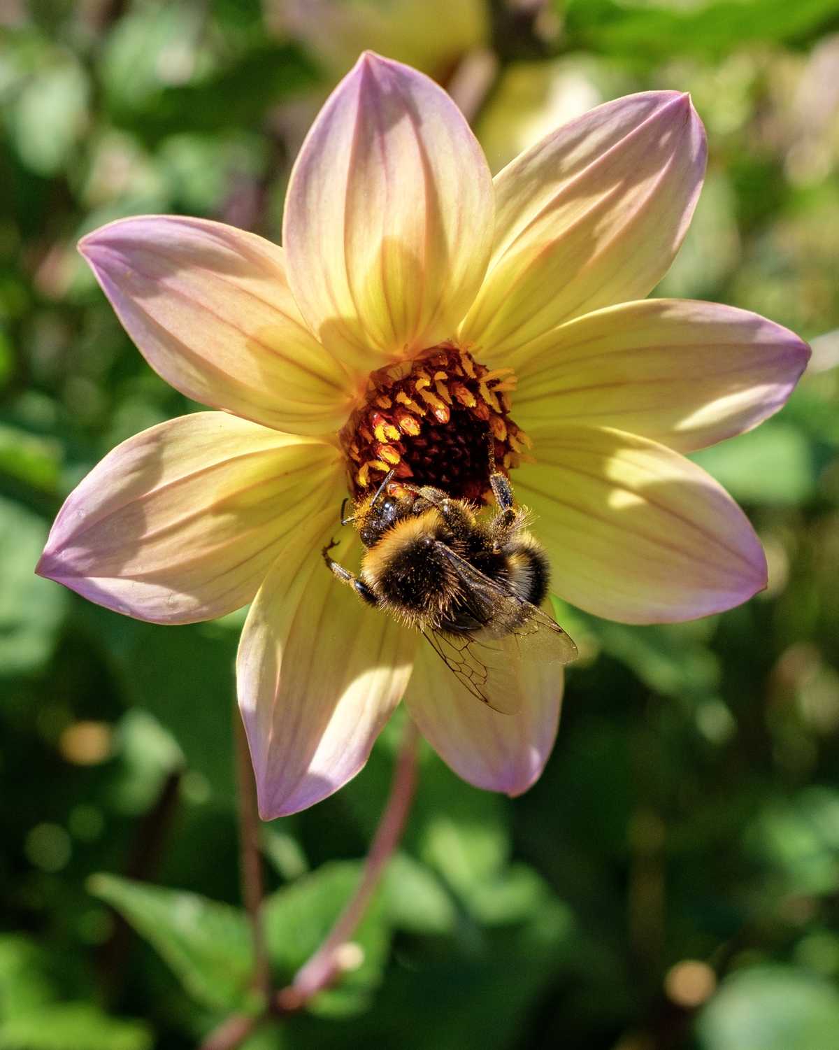 Larnach Castle, Dunedin
