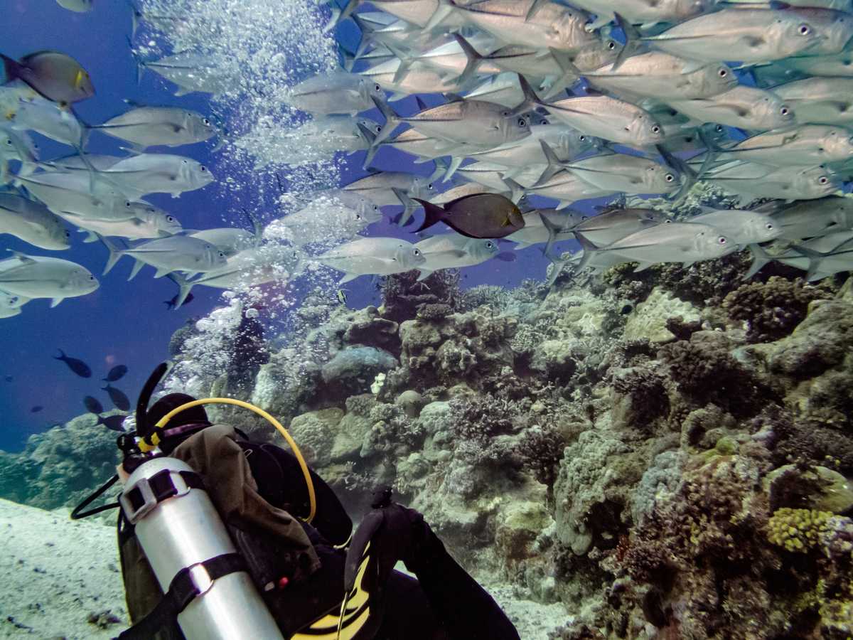 Bigeye Trevally, Great Barrier Reef