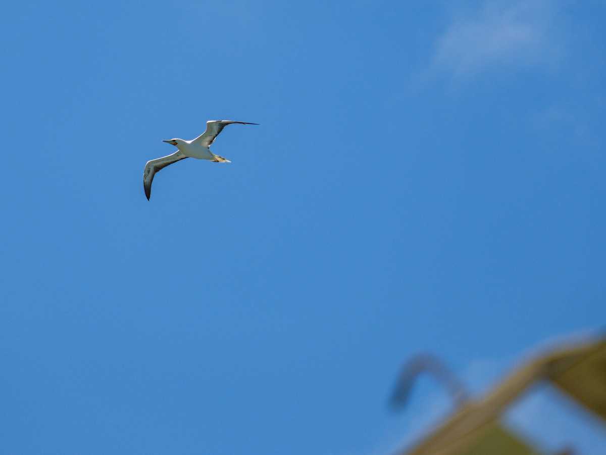 Red Footed Booby