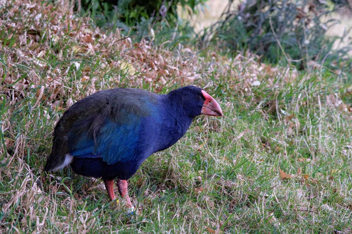 Takahe, Te Anau