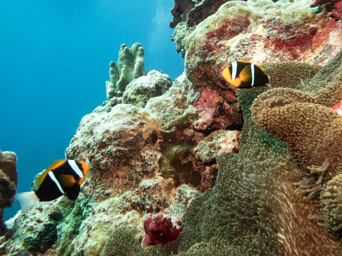Anemonefish, Coral Sea