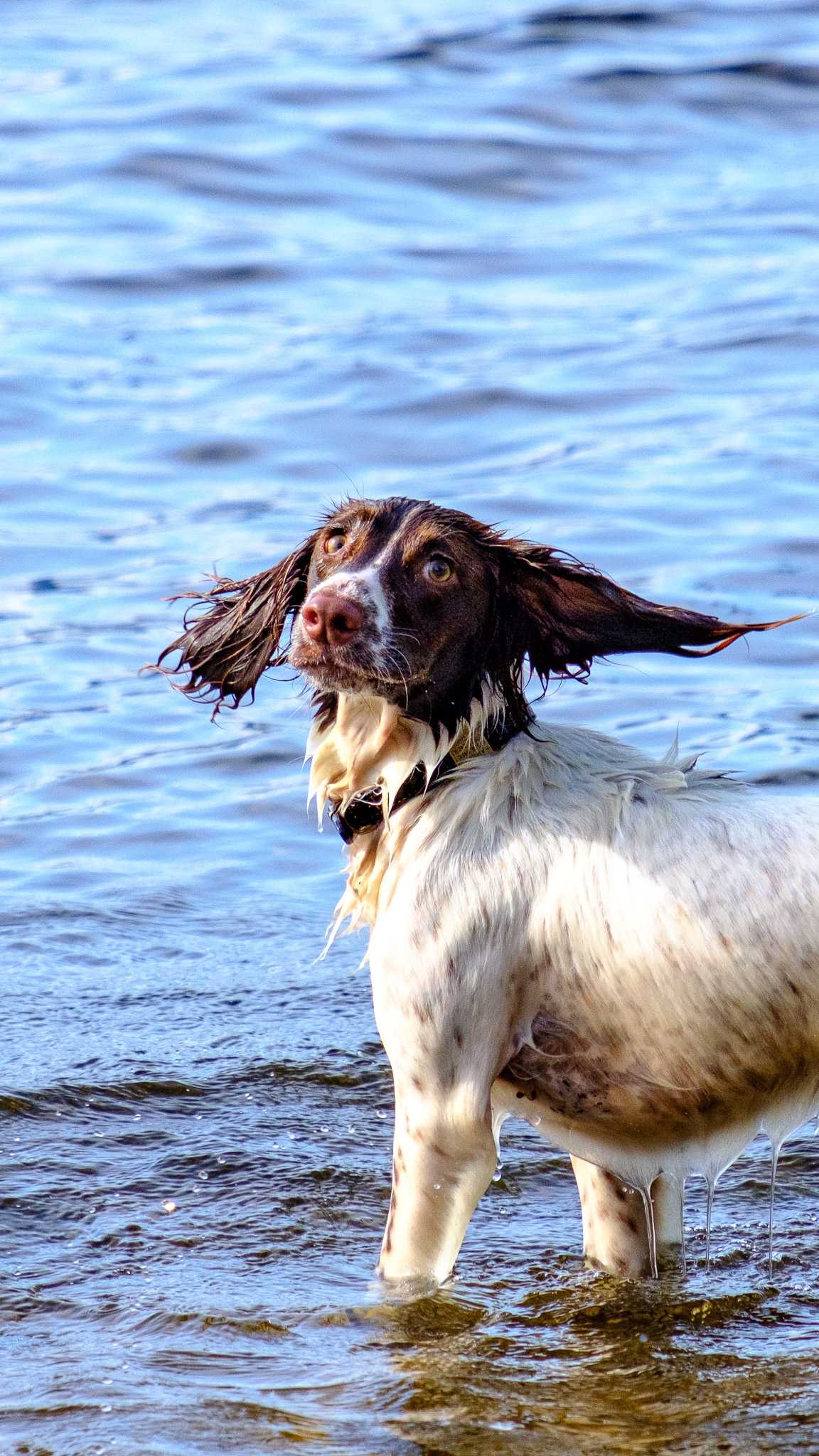 Spaniel, Loch Lomond